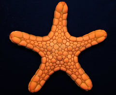 Pentagonaster duebeni (Orange)