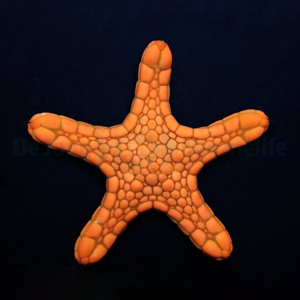 Pentagonaster duebeni (Orange)