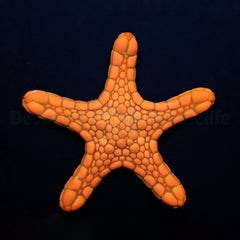 Pentagonaster duebeni (Orange)