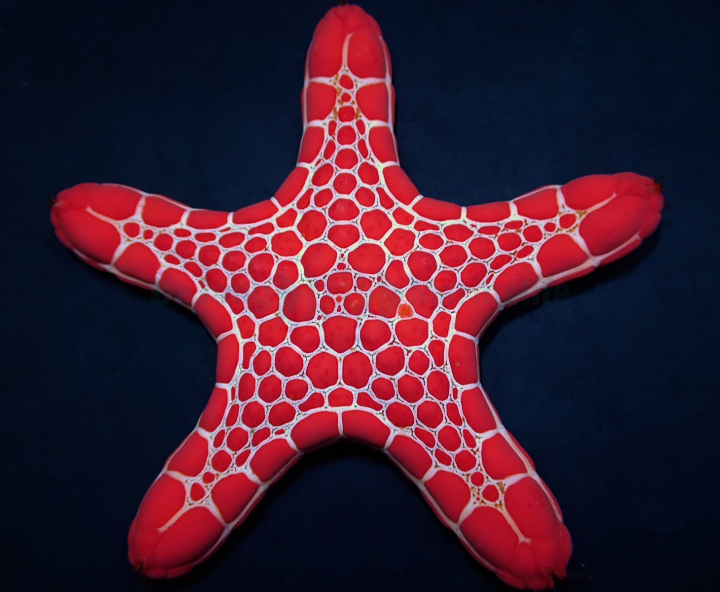 Pentagonaster duebeni (Red)