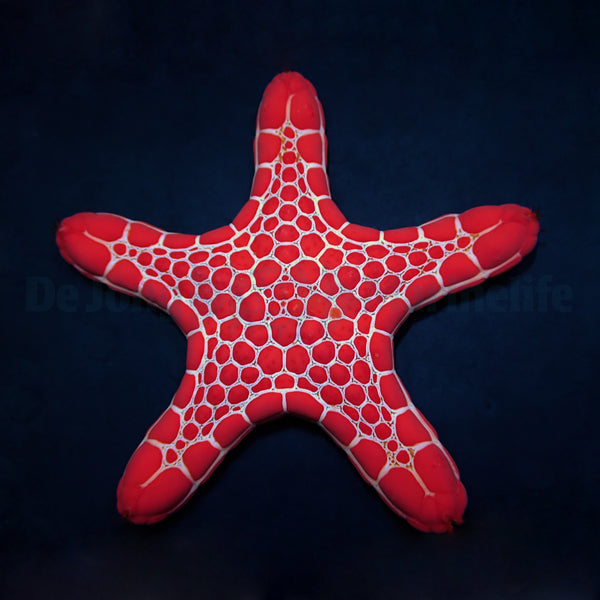 Pentagonaster duebeni (Red)
