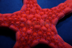Pentagonaster duebeni (Red)