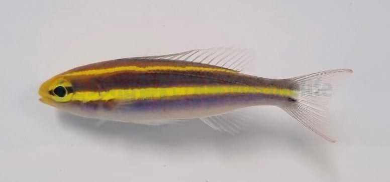 Pentapodus emeryii