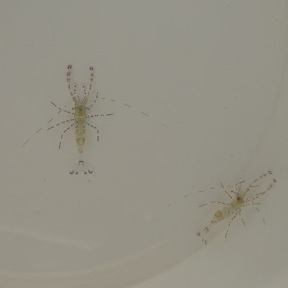 Periclimenes yucatanicus
