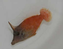 Pervagor melanocephalus