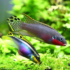 Pelv.taeniatus Nigeria red 3,5 -4 cm.