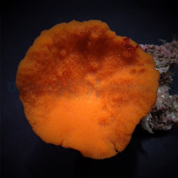 Phakellia flabellata