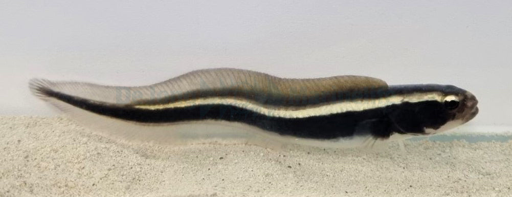 Pholidichthys leucotaenia