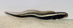 Pholidichthys leucotaenia