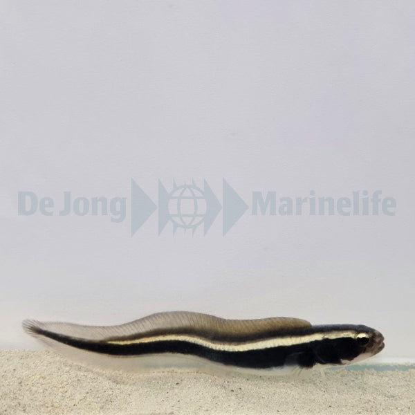 Pholidichthys leucotaenia