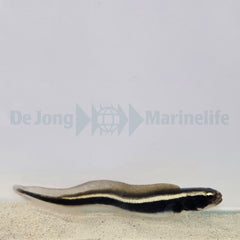 Pholidichthys leucotaenia