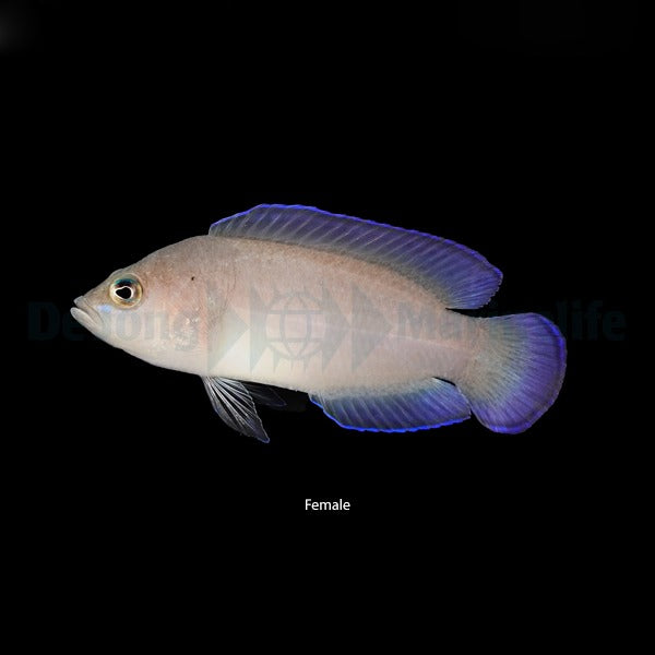 Pholidochromis cerasina