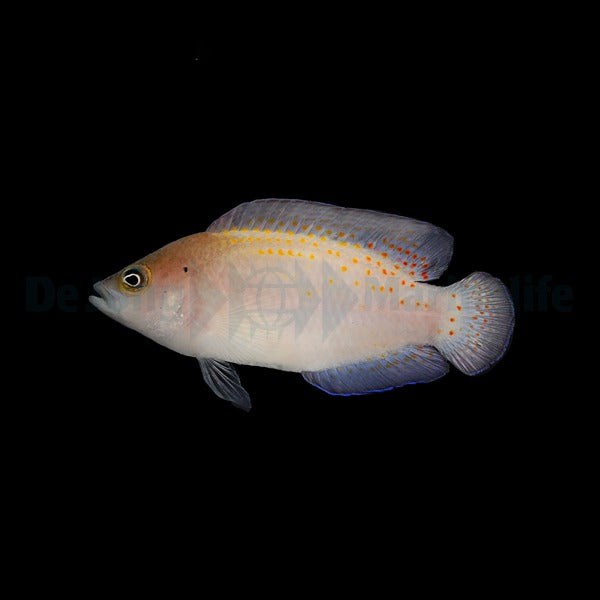 Pholidochromis cerasina