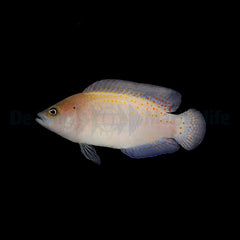 Pholidochromis cerasina