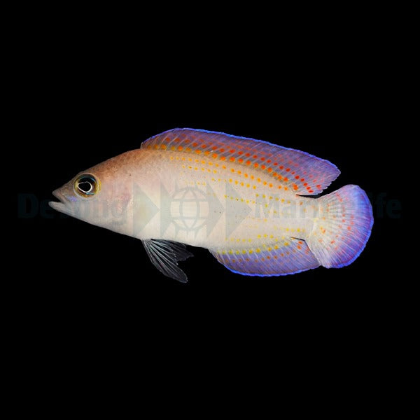 Pholidochromis cerasina