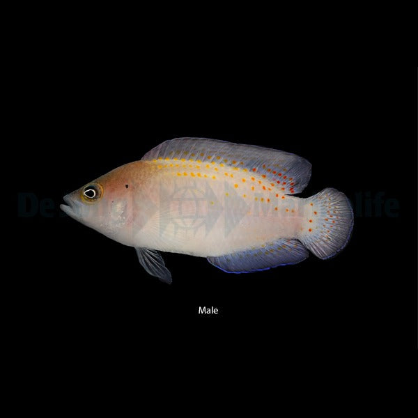 Pholidochromis cerasina