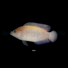 Pholidochromis cerasina