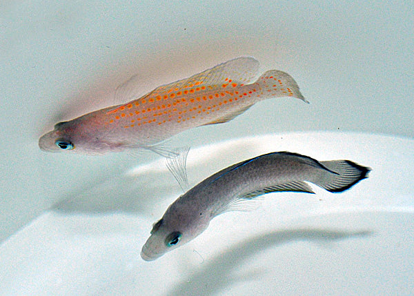 Pholidochromis cerasina