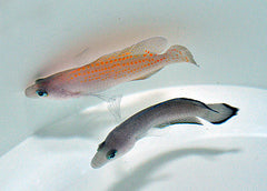 Pholidochromis cerasina