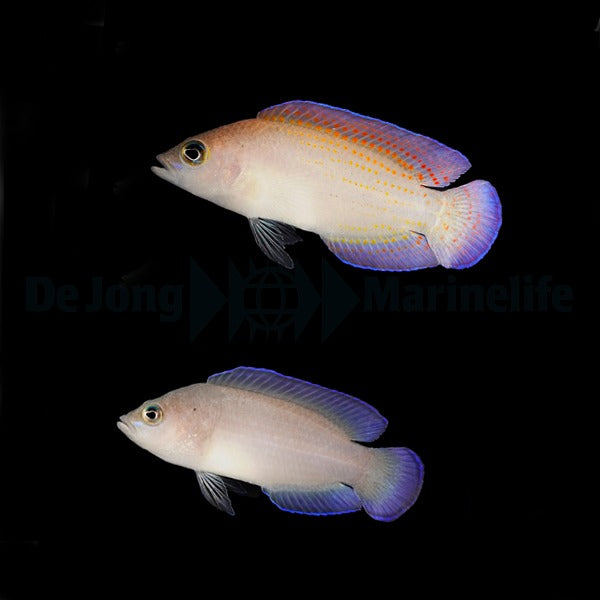 Pholidochromis cerasina