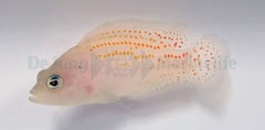 Pholidochromis cerasina