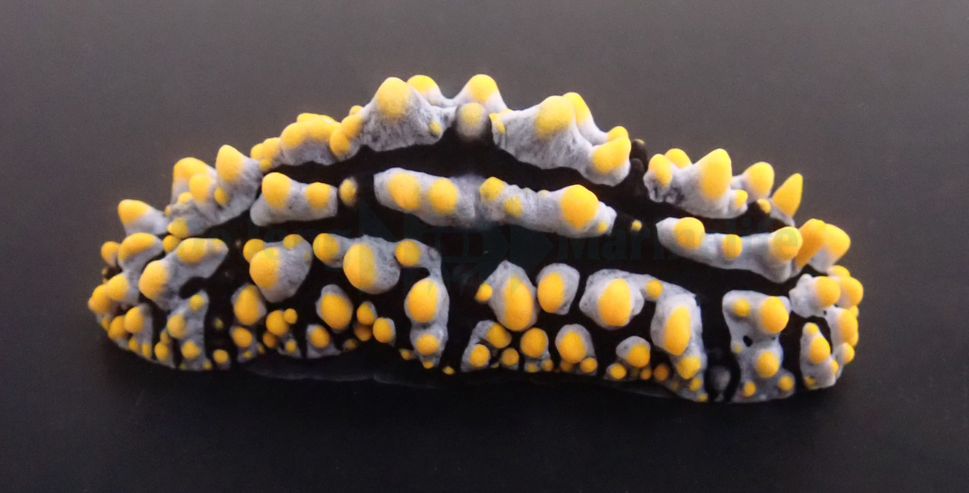 Phyllidia varicosa