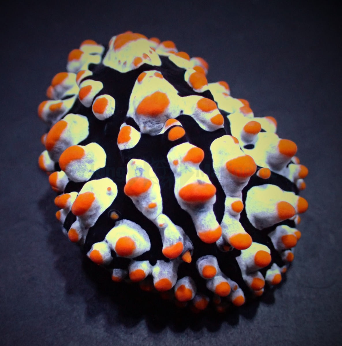 Phyllidia varicosa