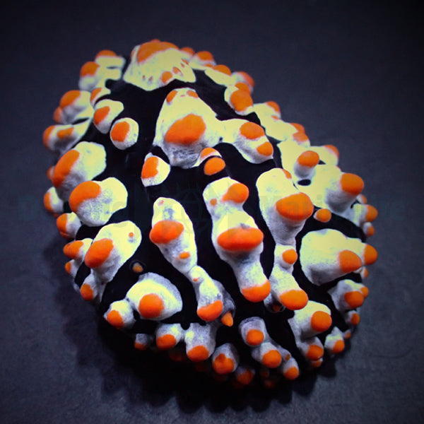 Phyllidia varicosa
