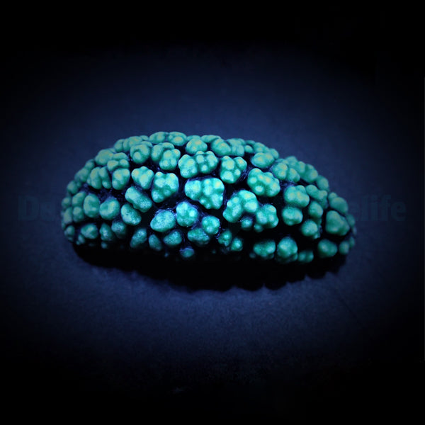 Phyllidiella spp.