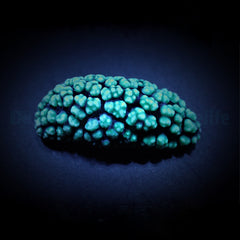 Phyllidiella spp.