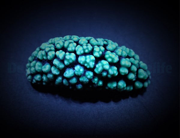 Phyllidiella spp.