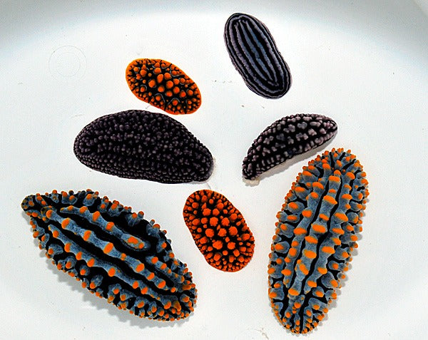 Phyllidiella spp.