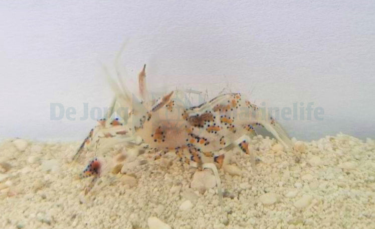 Phyllognathia ceratophthalma