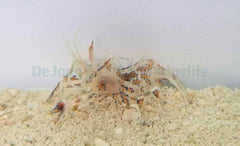 Phyllognathia ceratophthalma