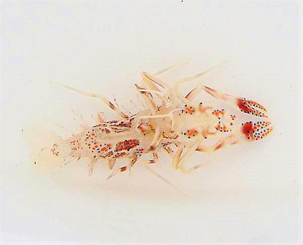 Phyllognathia ceratophthalma
