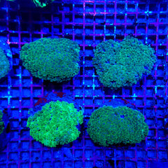 Physogyra lichtensteini (Green) (Premium)