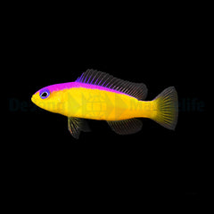 Pictichromis diadema