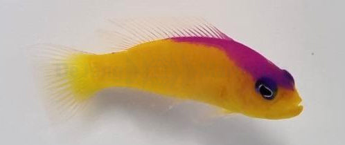 Pictichromis diadema