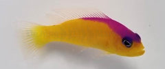 Pictichromis diadema
