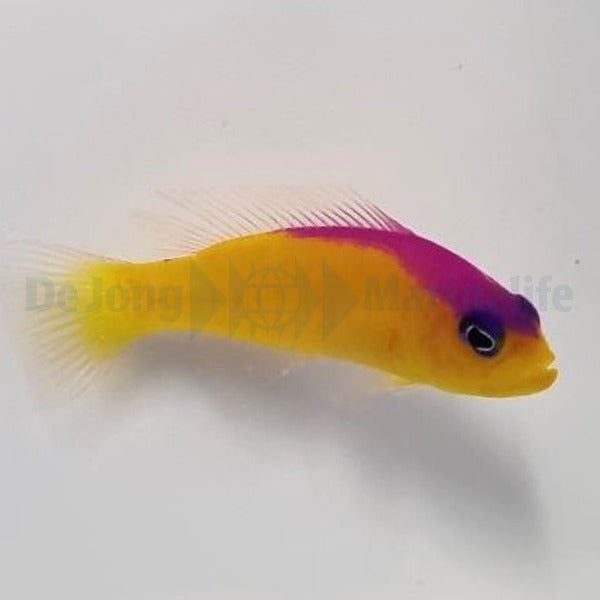 Pictichromis diadema