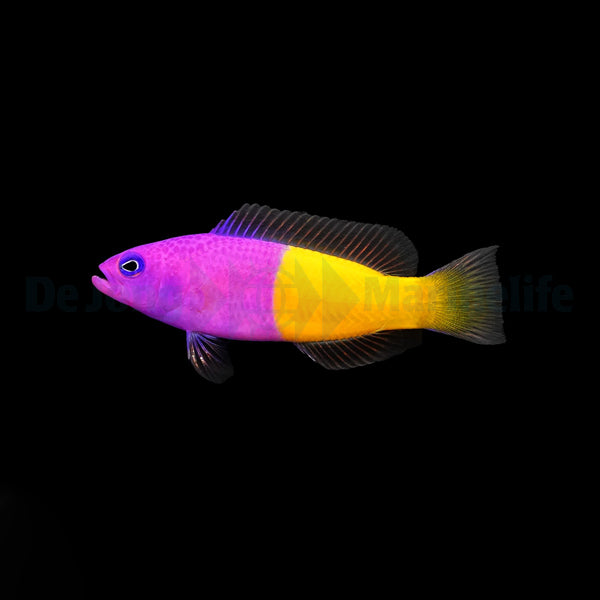 Pictichromis paccagnellae