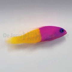 Pictichromis paccagnellae