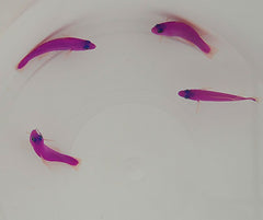 Pictichromis porphyrea