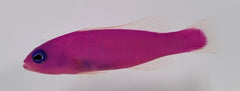 Pictichromis porphyrea
