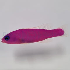 Pictichromis porphyrea