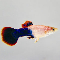 Poecilia ret.  Guppy male pink tuxedo M