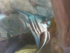 Pt.scalare   Maanvis blue pinoy SM