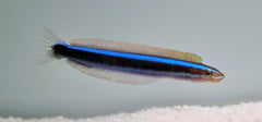 Plagiotremus rhinorhynchos