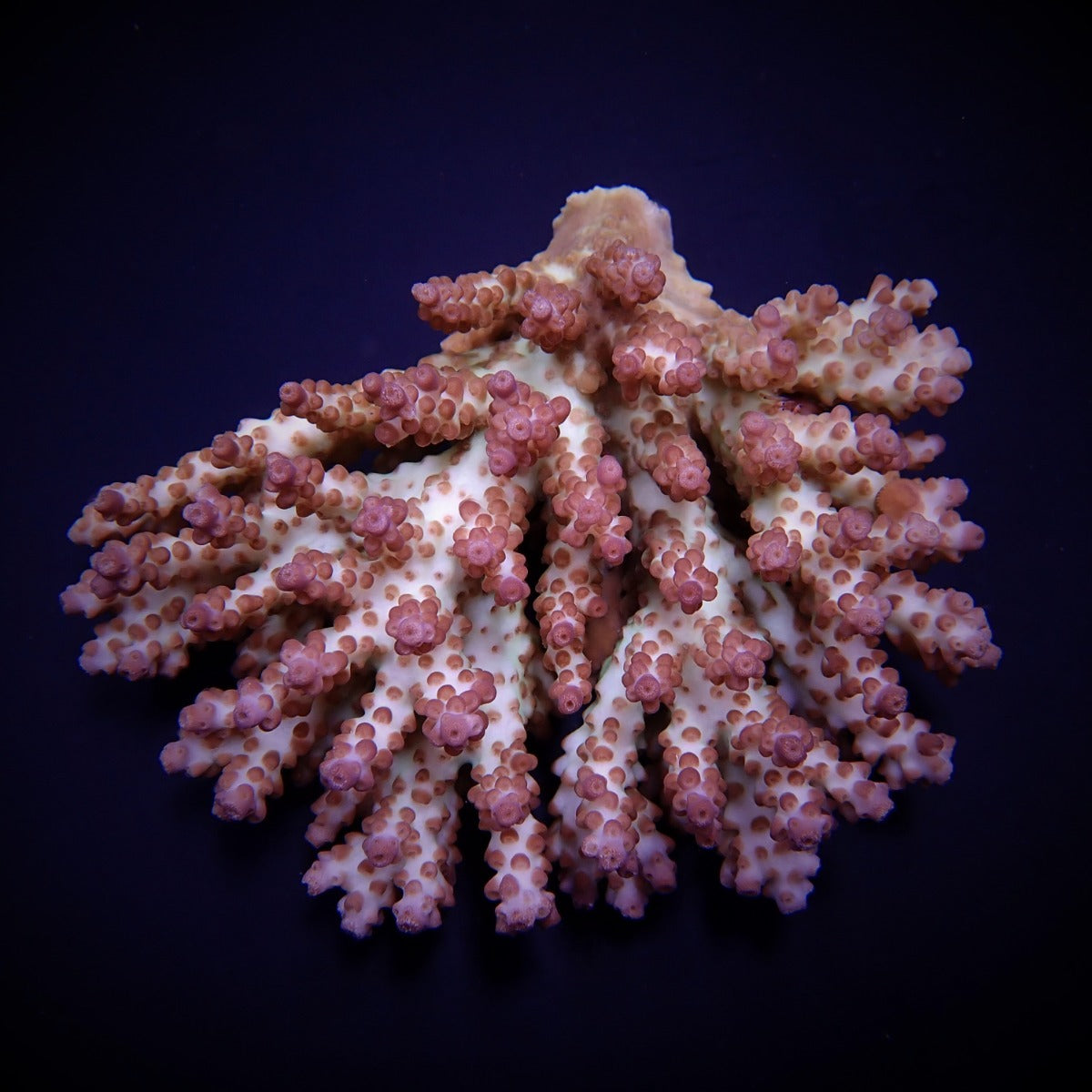 Acropora plana