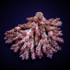 Acropora plana